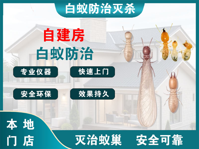 龙湾区自建房白蚁防治