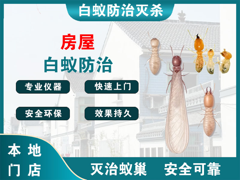 龙湾区房屋白蚁防治
